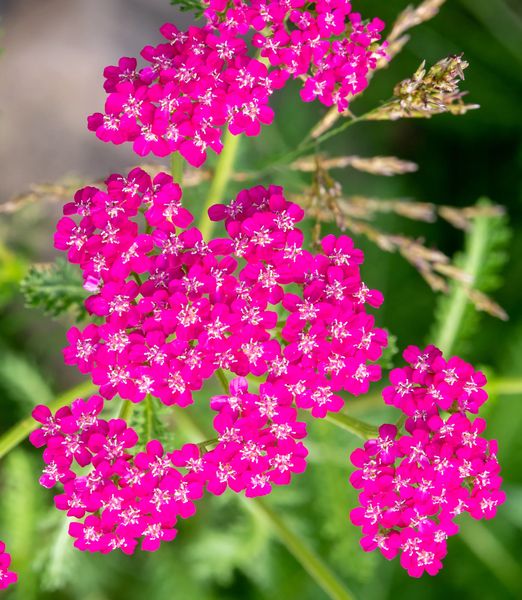 Achillea millefolium 'Cerise Queen'